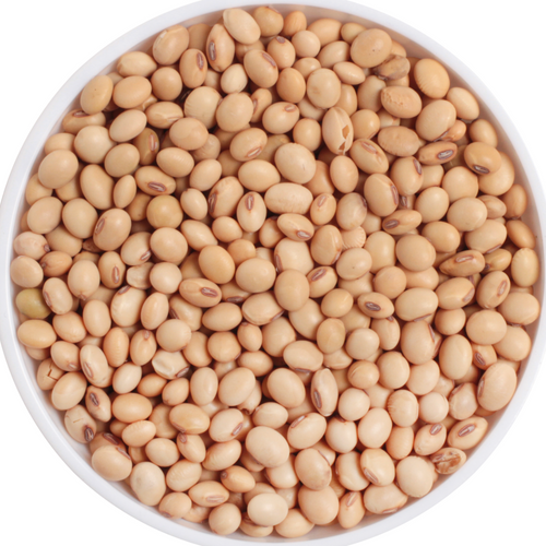 SOYBEAN