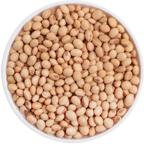 SOYBEAN