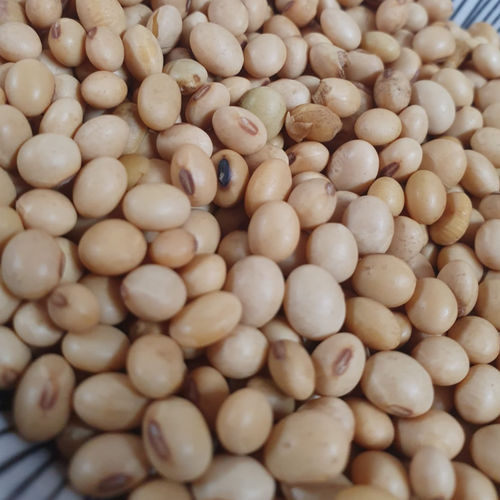 Soya Beans