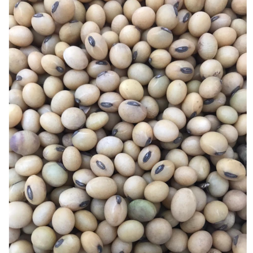 Soya Beans