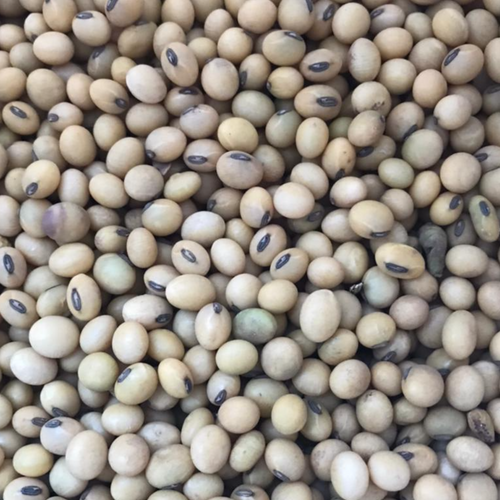 Soya Beans