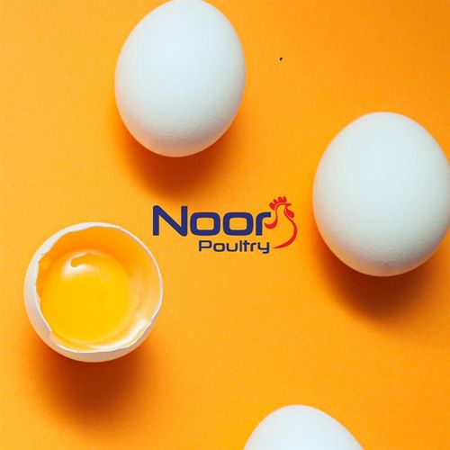 Noor Poultry Brochure