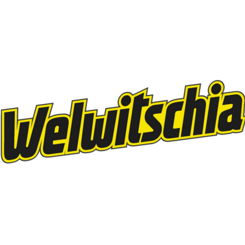 Welwitschia
