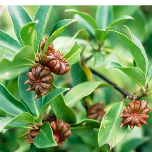 Star Anise