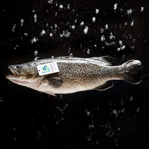 Aquna Sustainable Murray Cod