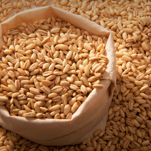 Barley, Red Lentil, Green Lentil by GRAIN CONSORTIUM OF QAZAQSTAN