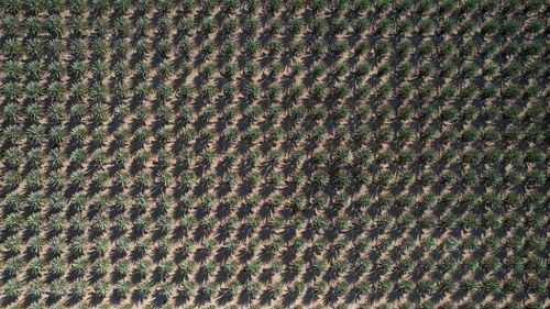 Oman Agriculture Development Company