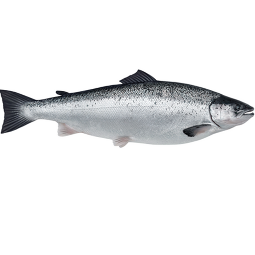 Atlantic Salmon