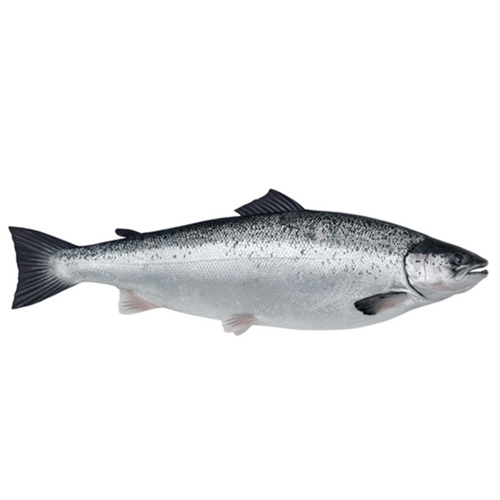 Atlantic Salmon