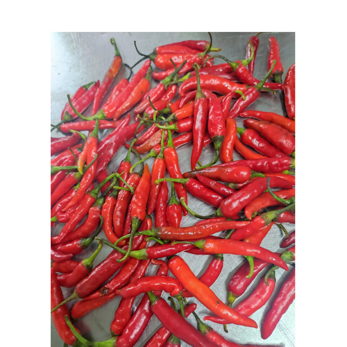 Red Chili