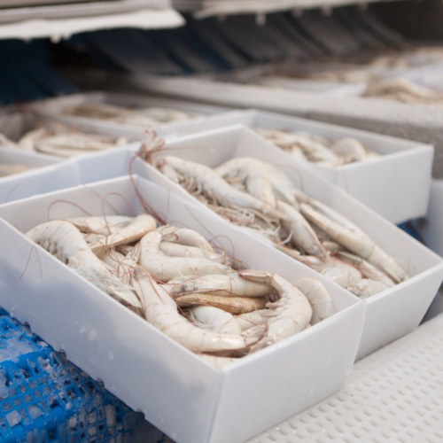 Brine Head On Shell On Shrimp