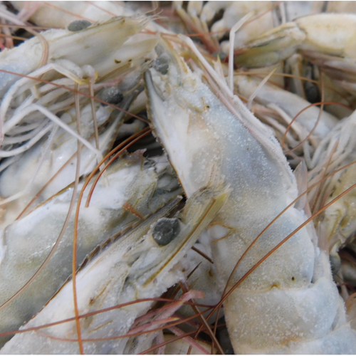 Brine Head On Shell On Shrimp