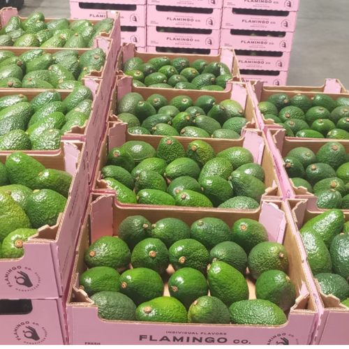 Fresh avocados
