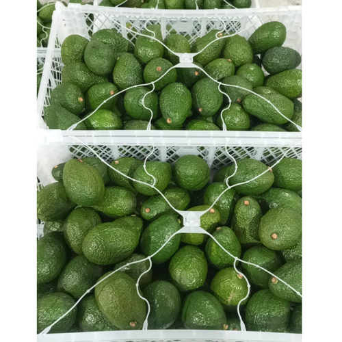 Fresh avocados