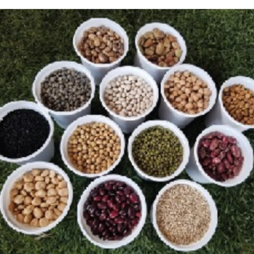 PREMIUM QUALITY PULSES AND OILSEEDS