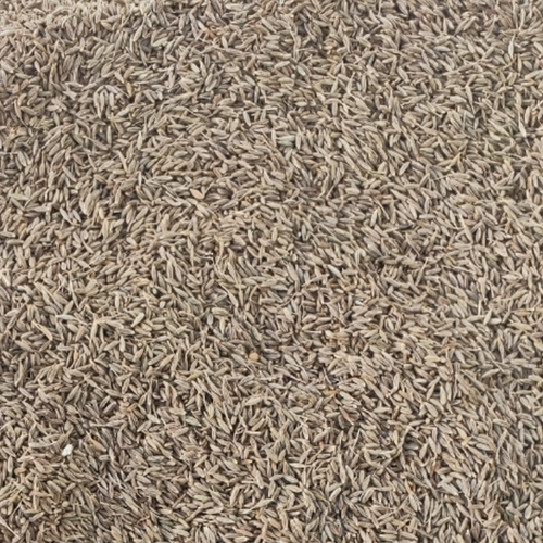 Cumin Seed