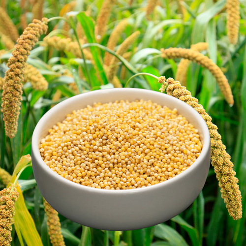 Ancient Grains: Wholesome Millet Seeds