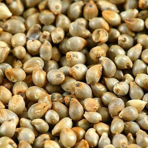 Ancient Grains: Wholesome Millet Seeds