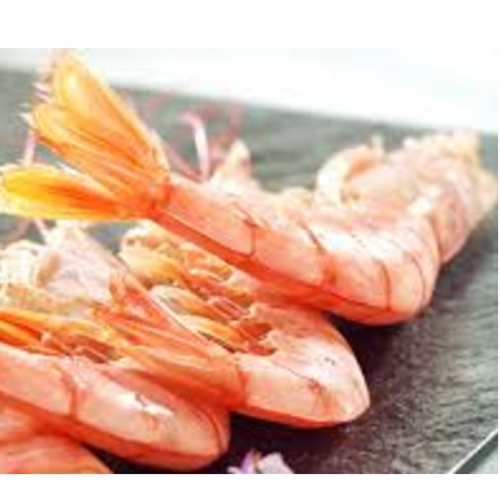 Argentine Red Shrimp (Pleoticus muelleri)