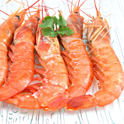 Argentine Red Shrimp (Pleoticus muelleri)
