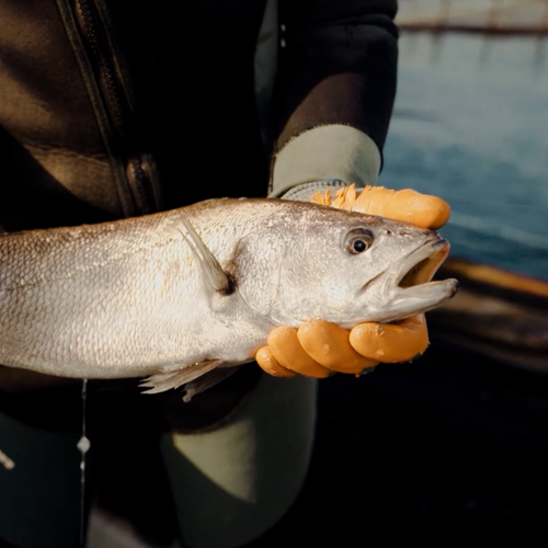 Farmed Meager/ Corvina