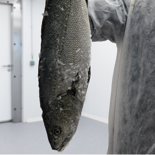 Farmed Meager/ Corvina