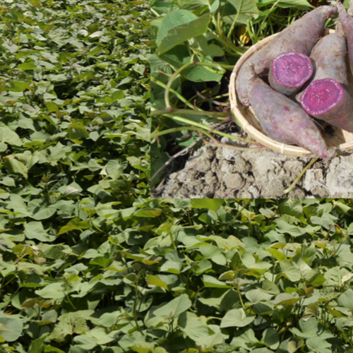 Purple Sweet Potato Latte BOX  15g x 5 serv