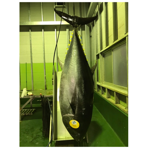 Chilled Farmed Bluefin Tuna Round (Around 80 kg)