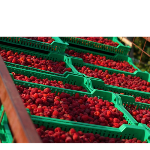 IQF raspberry