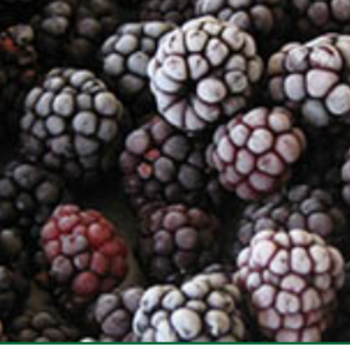 IQF blackberry