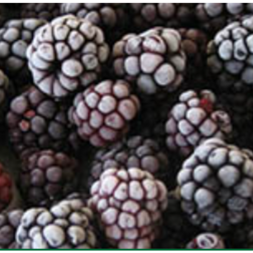 IQF blackberry