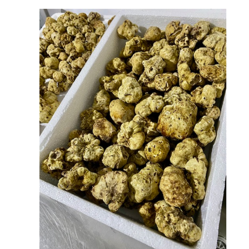 Fresh white truffles