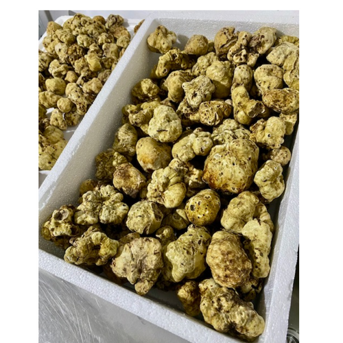 Fresh white truffles