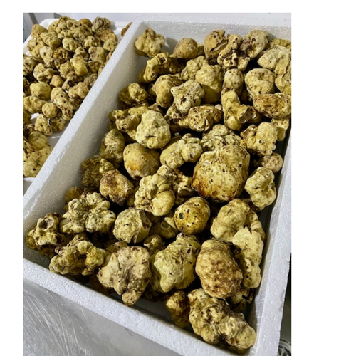 Fresh white truffles