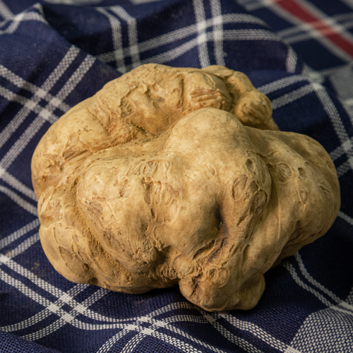 Fresh white truffle