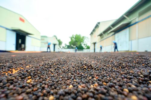 PITCO_PROFESSIONAL SPICES MANUFACTURER