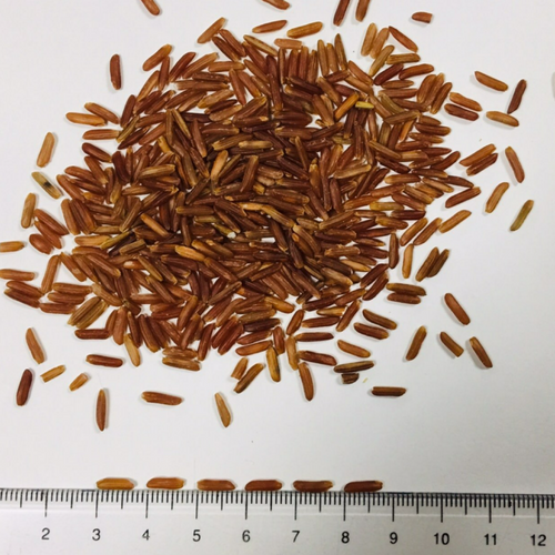 Red Rice