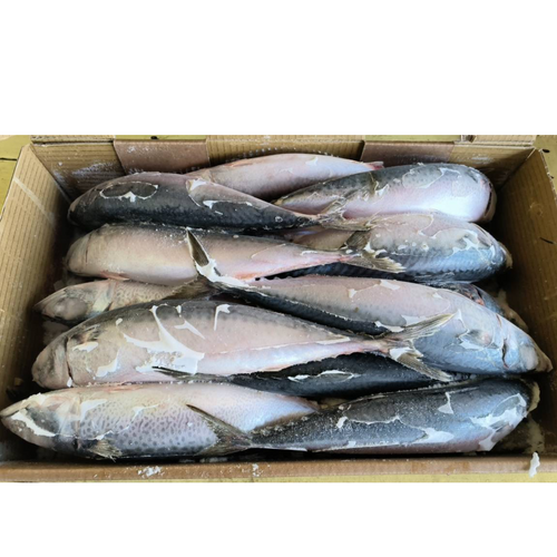 Frozen Japanese Mackerel