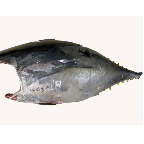 Fresh Tuna HGT