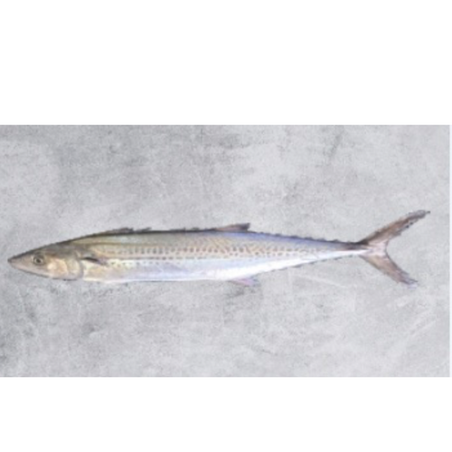 Frozen Spotted Spanish Mackerel
