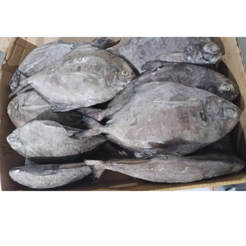 Frozen Black Pomfret