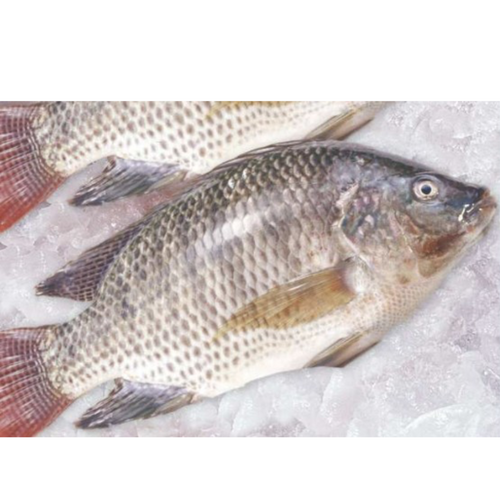 Frozen Tilapia