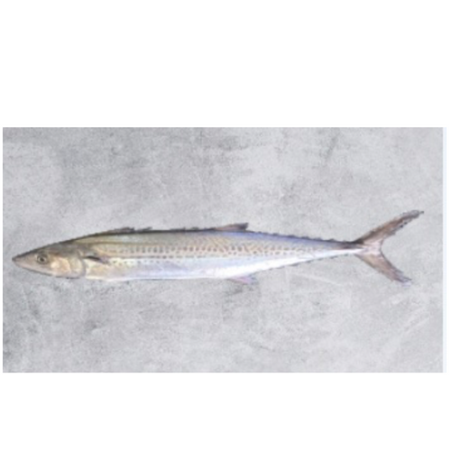 Frozen Spotted Spanish Mackerel
