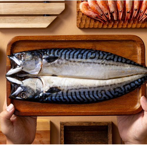 Mackerel / King Fish