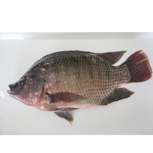 Taiwan Tilapia