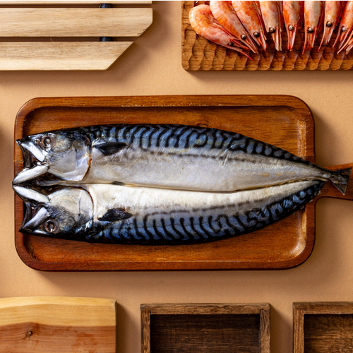Mackerel / King Fish