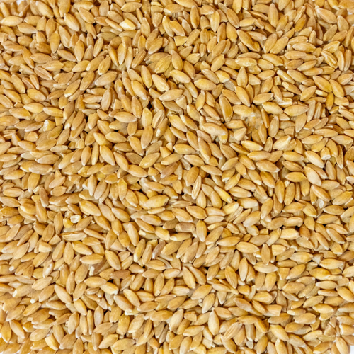 Organic Wheat