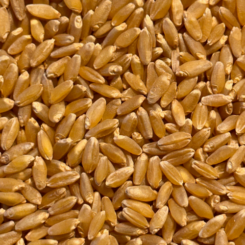 Organic Wheat