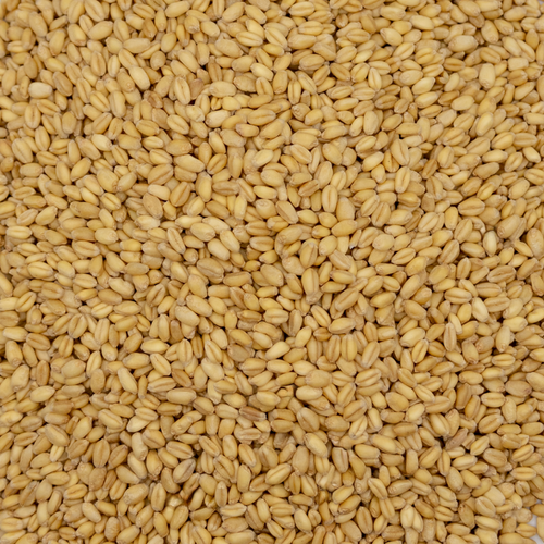 Organic Wheat