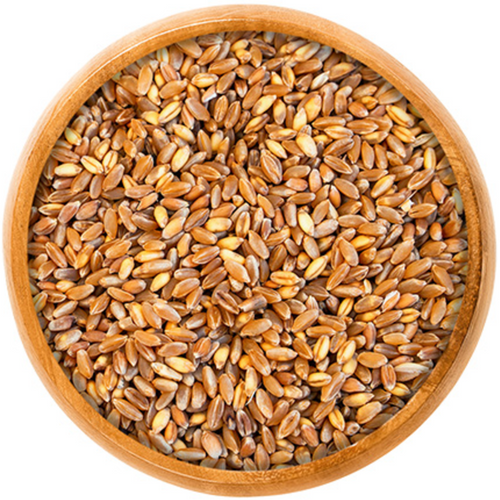 Durum Wheat